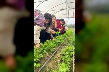 Zonguldak’ta Tarım Lisesi öğrencileri, uygulamalı eğitimde hasat yaptı 