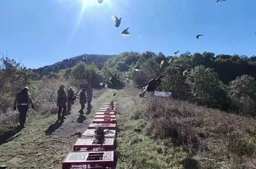 Zonguldak’ta yaban hayatını desteklemek için sülünler doğaya salındı
