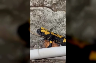 Zorkun Yayla’sının renkli misafiri Türk semenderi 