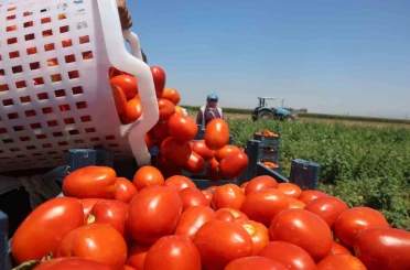 Zorlu mesaiyle kavurucu sıcaklıkta hasadı yapılan domates tarlada 15 TL’den alıcı buluyor 