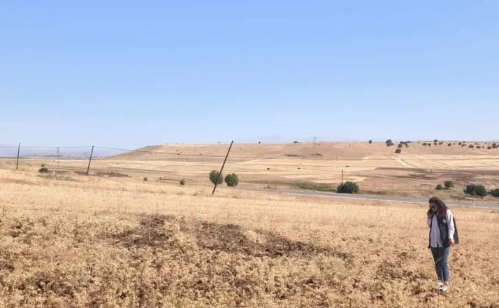 Ağın’da tüylü nohut hasadı devam ediyor 