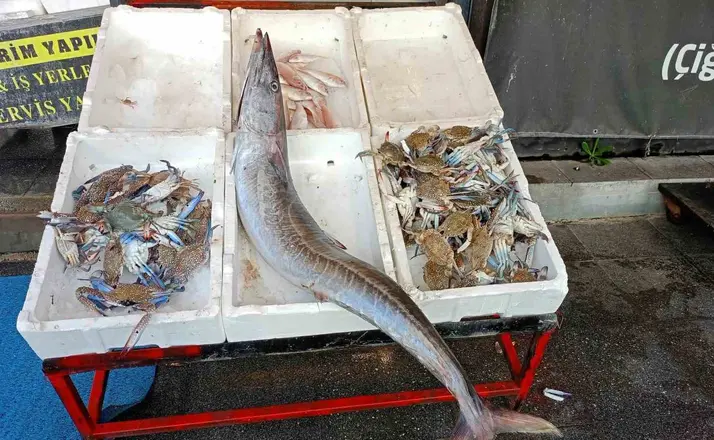 Akdeniz’de 12 kilogramlık ceylan balığı yakalandı
