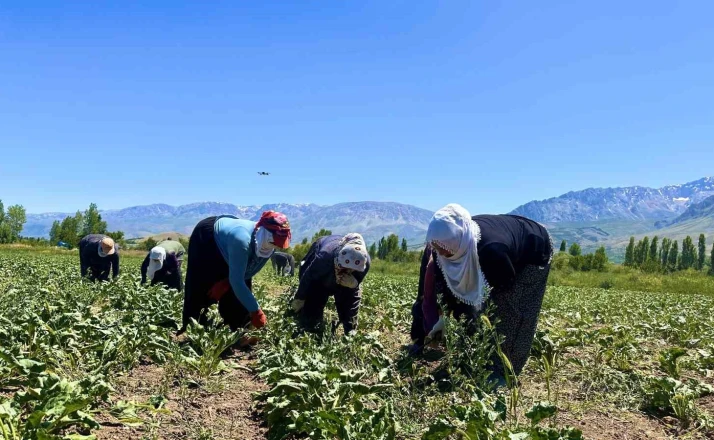 Alın teri 40 derecede toprağa karışıyor 