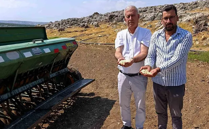 Araban sarımsağında zambak anaç tohum dönemi başlıyor
