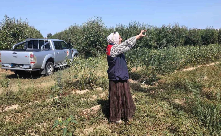 Babaeski’de tarlalar mercek altında 