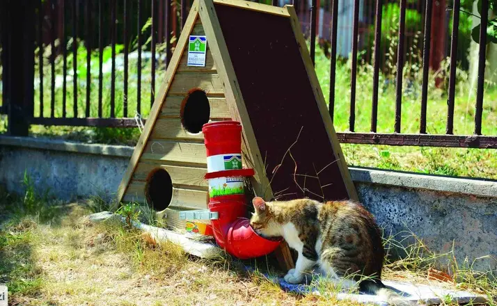 Bahçelievler Belediyesi, sokak hayvanlarına 28 bin 600 poliklinik hizmeti verdi
