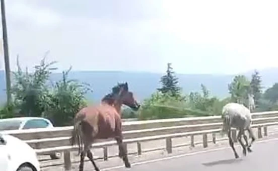Başıboş atlar trafikte araçlarla yarıştı 