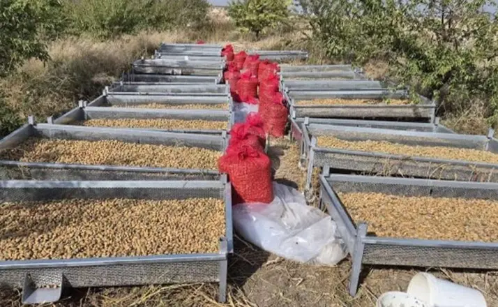Beyşehir’de Badem Hasadı Sürüyor: Üreticilerin Yüzü Güldü