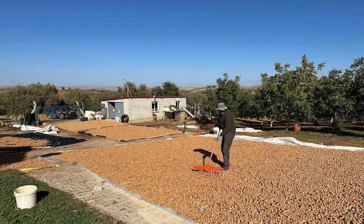 Beyşehir’de ceviz mesaisi hızlandı
