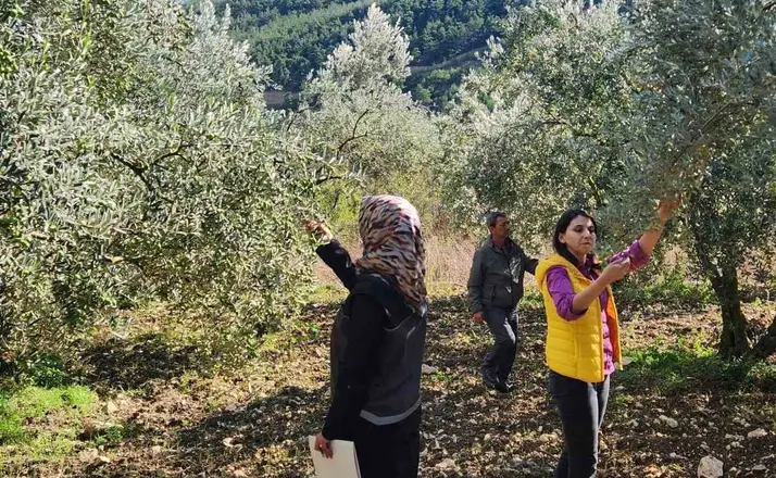 Bilecik’te zeytin ve zeytinyağı rekoltesi için saha çalışması

