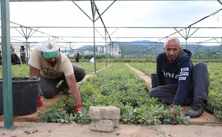 Bingöl’de 72 dönümlük fidanlıkta 18 farklı türde üretim yapılıyor

