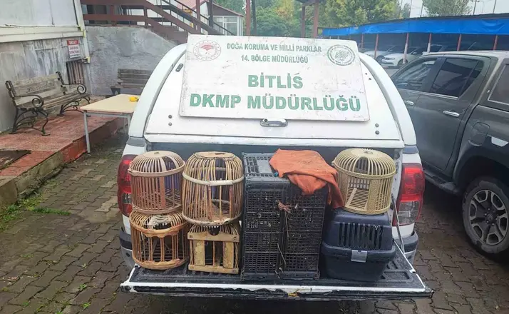 Bitlis’te kaçak avlanmış canlı keklikler doğaya salındı
