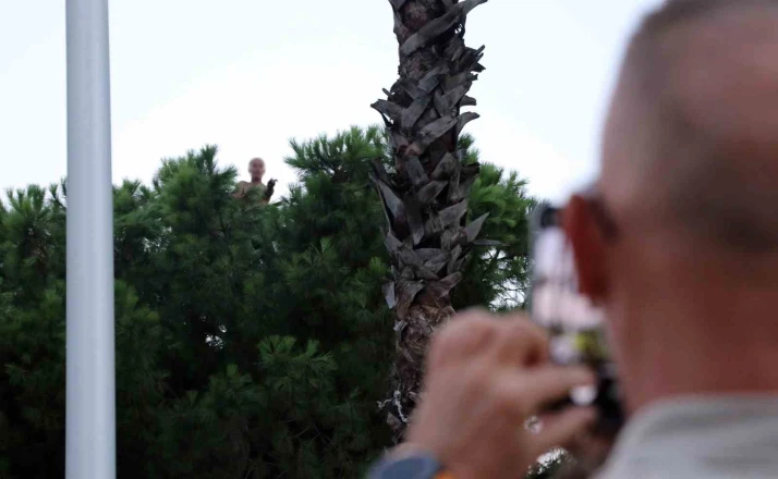 Bunalıma girip çam ağacına tırmandı, sıcaktan da bunalınca suyla ikna edildi 
