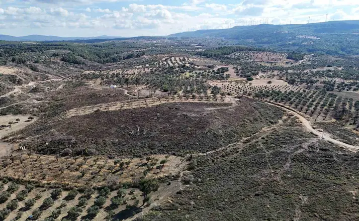 Çanakkale’de yanan ormanlar küllerinden doğuyor
