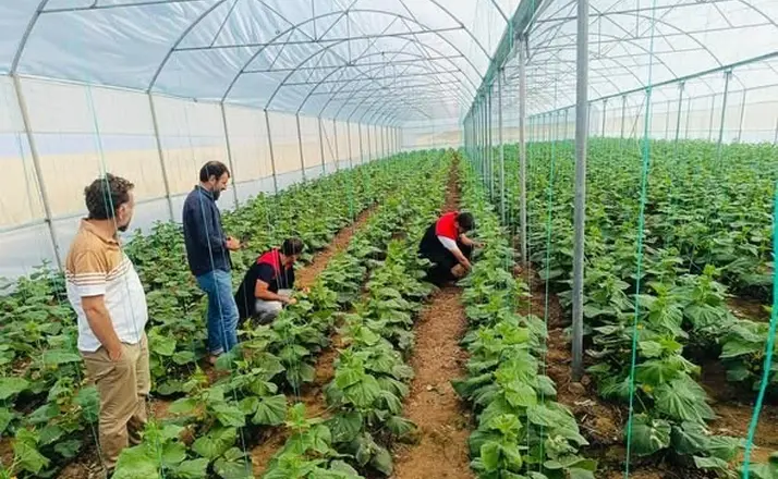 Cizre’de çiftçilere sera denetimi ve eğitimi
