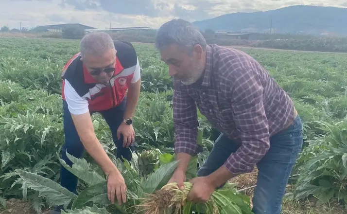 Coğrafi işaretli Gölhisar Enginarı’nda hasat için geri sayım başladı
