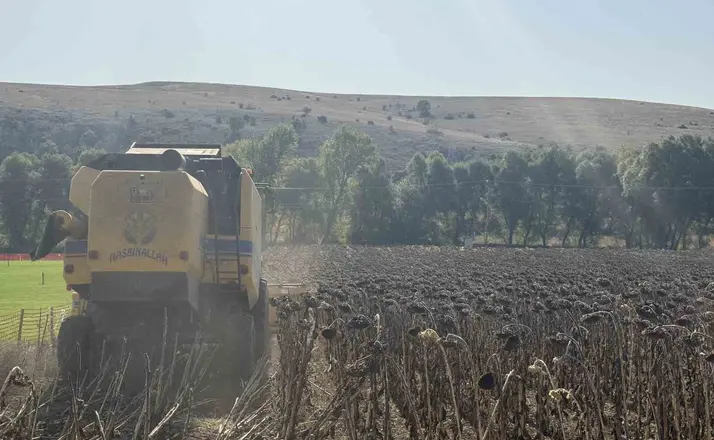 Çorum Belediyesinin atıl arazide yetiştirdiği ayçiçek hasat edildi
