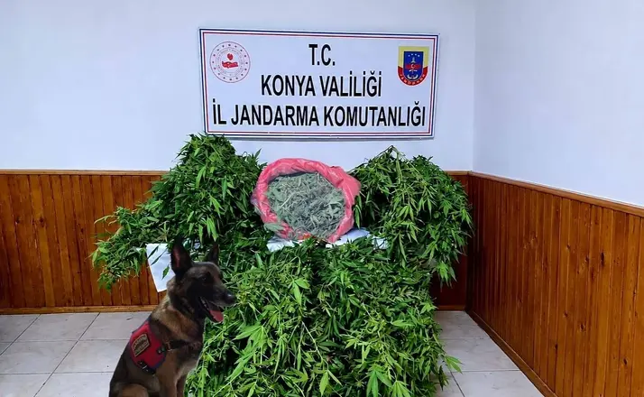 Depo görünümlü alana kenevir eken şüpheli yakalandı
