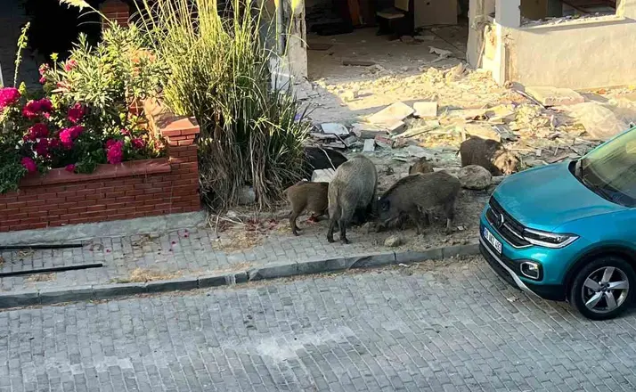 Domuz sürüsü mahalleye indi, vatandaşlar tedirgin oldu
