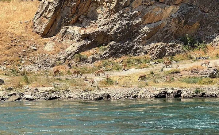 Elazığ’da dağ keçileri sürü halinde görüntülendi 
