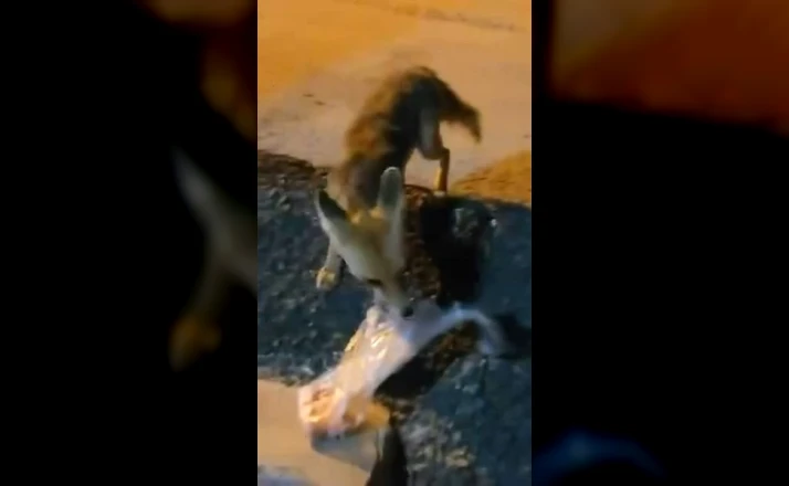 Elazığ’da ilginç anlar: Mahalle arasındaki tilkiye poşetle yiyecek bıraktı 