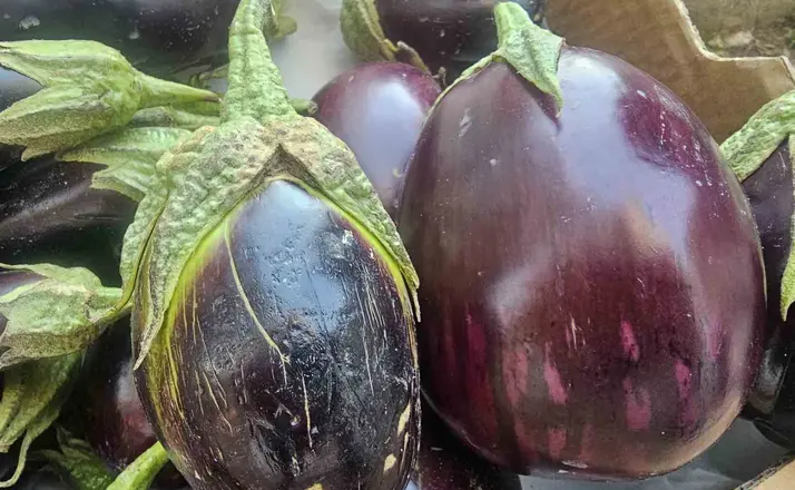 Elazığ’da tombul patlıcanlar dikkat çekiyor

