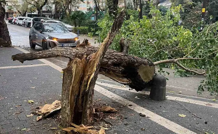 Erdek’te fırtına ağacı gövdesinden kırdı
