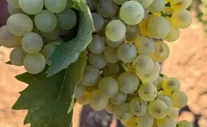 Erken yağmur üzümde çatlamalara neden oldu
