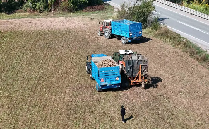 Erzincan’da şeker pancarı hasadı başladı
