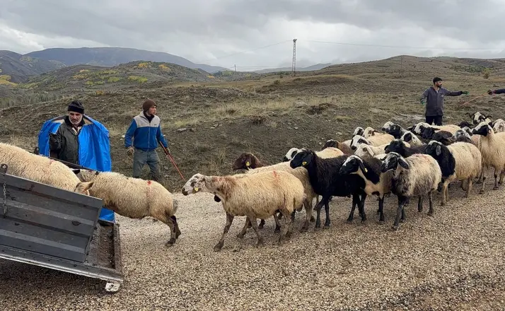 Erzincan’da yayla sezonu sona erdi, dönüş yolculuğu başladı
