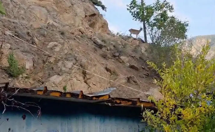 Erzurum’da ezber bozan dostluk: Dağ keçileri evin çatısını mesken tuttu
