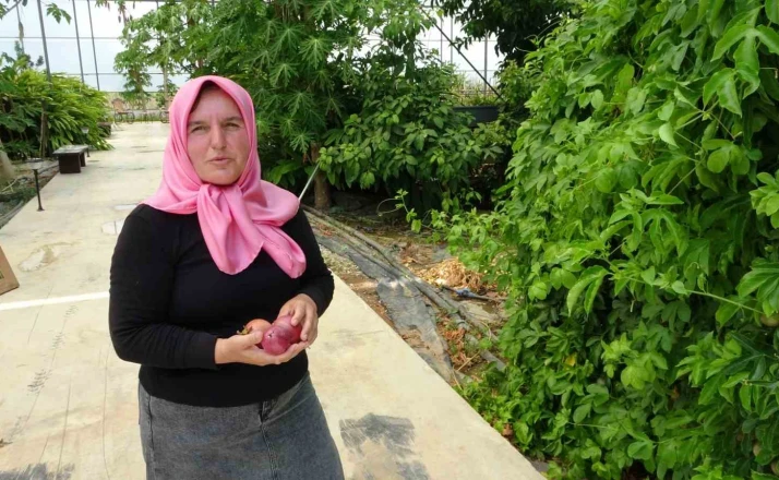 Evin çatısında tohumla başlayan yolculuk, tropikal meyve müzesine dönüştü 