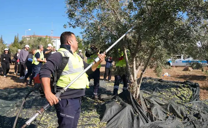 Gençler zeytin hasadını sahada öğrendi
