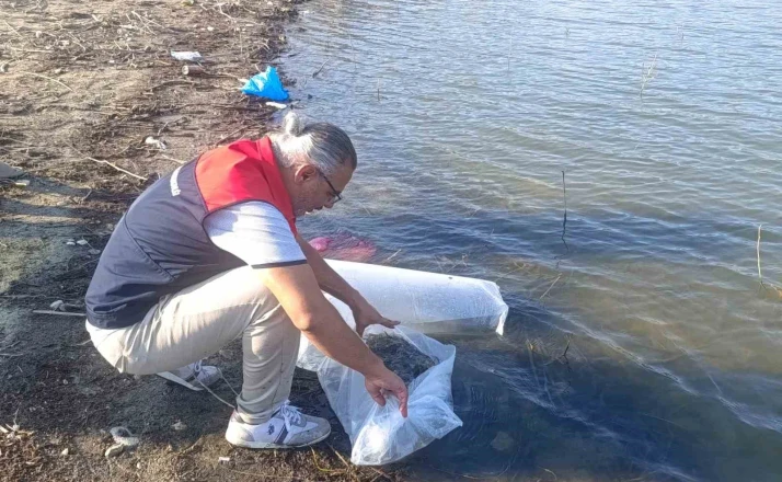 Göletlere 80 bin yavru balık bırakıldı 