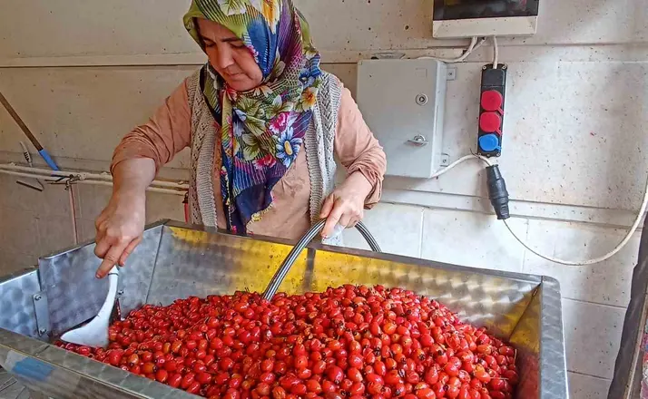 Günler süren işlem dakikalara indi: Kuşburnu marmeladı zamanı
