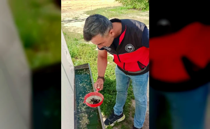 Haziran böceğiyle mücadele sürüyor 