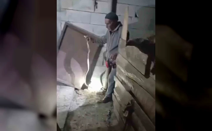 Iğdır’ın "Yılan Bükücüsü" gece gündüz demeden yılanları çıplak elle yakalıyor 