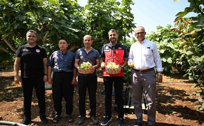 Kahramanmaraş’ta Abbas inciri hasadı 