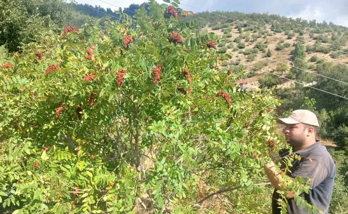 Kahramanmaraş’ta sumak hasadı
