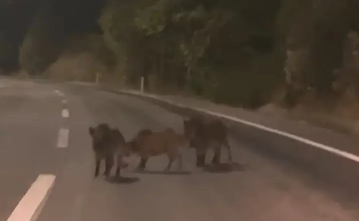 Kahramanmaraş’ta yolda domuz sürüsü
