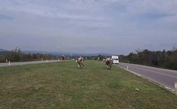 Karayolunda başıboş gezen hayvanlar tehlike saçıyor
