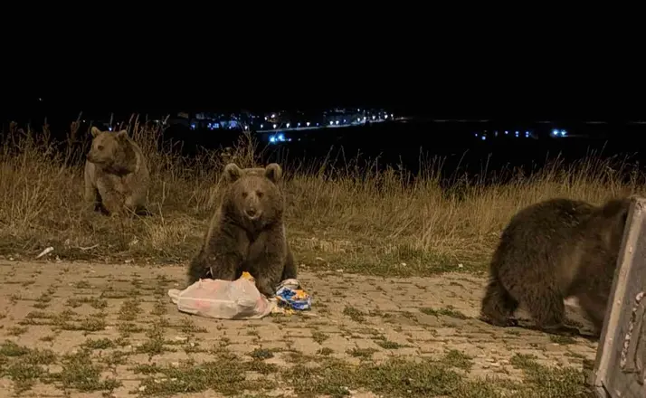 Kars’ta ayılarla karşılaşmak günlük rutini oldu

