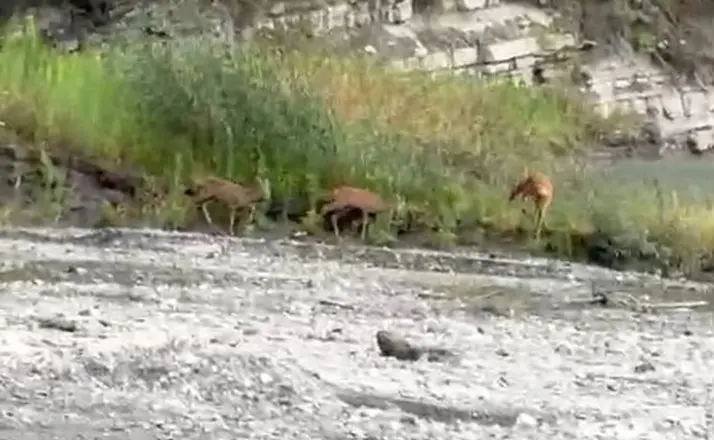 Kastamonu’da dereden su içen karacalar kameraya yansıdı
