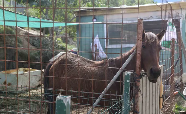 Kesime götürülürken kurtarılan atlara 5 yıldır gönüllüler bakıyor
