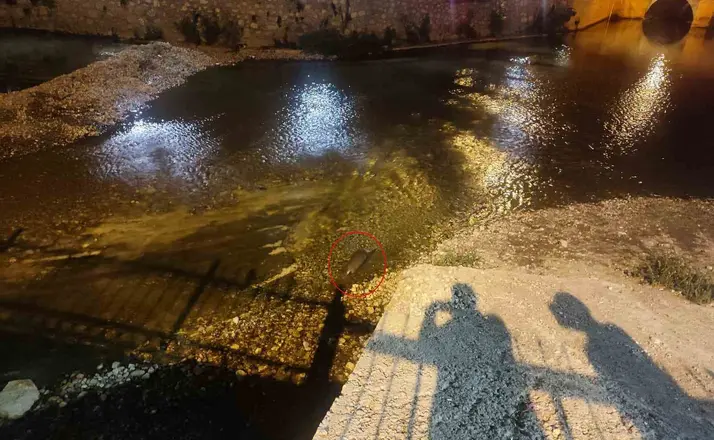 Konya’da su samuru sürprizi
