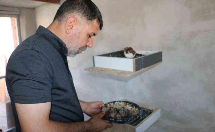 Küllerinden doğan güvercin oteli yeniden kapılarını açtı 