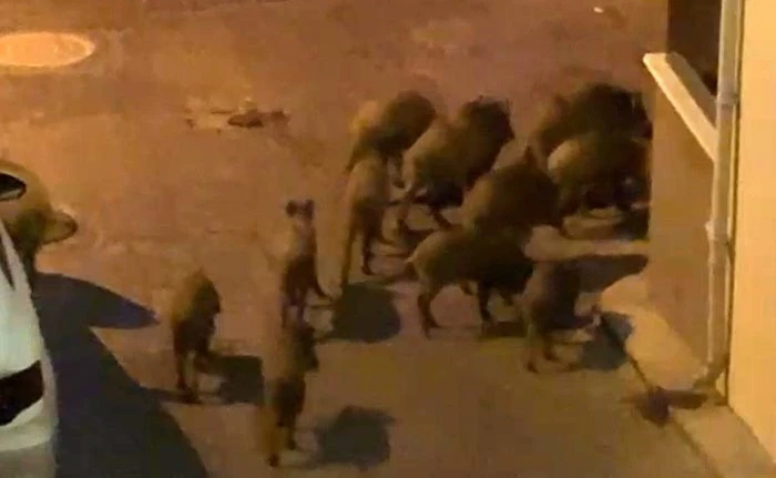 Kuşadası’nda yaban domuzları sürüsü mahalle aralarında görüntülendi 