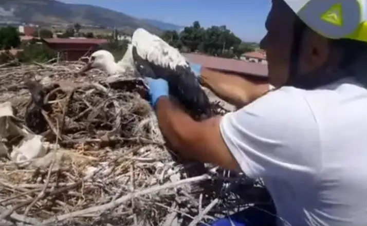 Leylek yuvalarındaki plastik ipler yavruların hayatını tehdit ediyor
