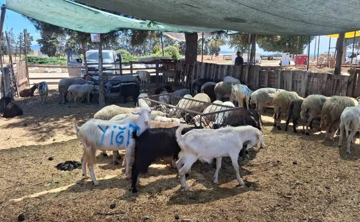 Nazilli ve Çine hayvan pazarları yeniden açılıyor
