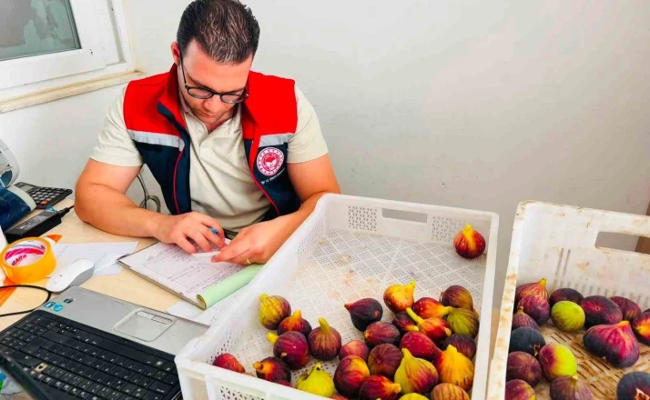 Nazilli’de taze incir denetimi 